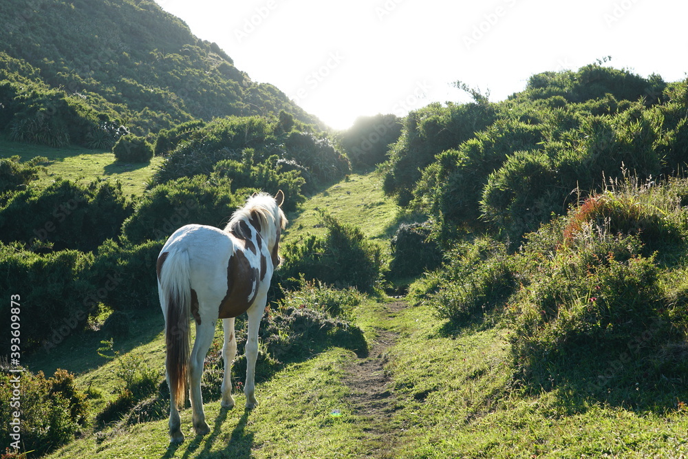 Naklejka premium chiloè island, chile, island, village, sea, ocean, pacific ocean, church, cucao, muelle de las almas, latinamerica, horse