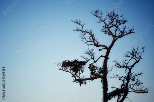 Dry tree on the blue sky