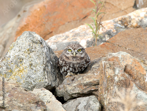 Steenuil,Little Owl, Athene noctua photo