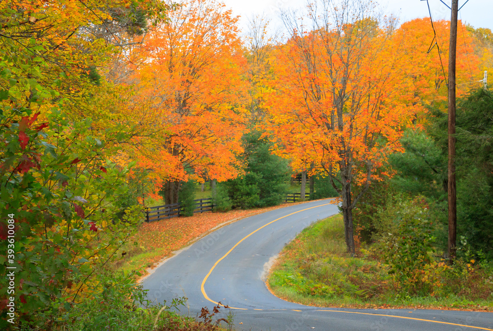 scenic road in autumn forest