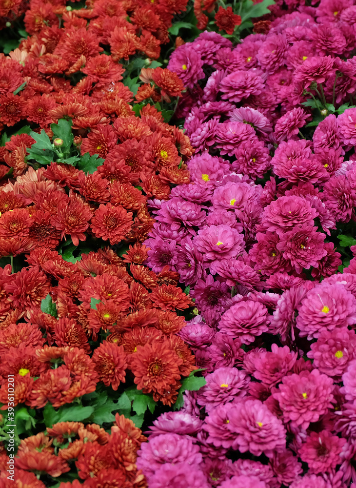 Small red and crimson chrysanthemums in the garden, floral background, selective focus, vertical orientation.