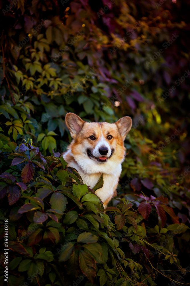 vertical portrait with cute red Corgi dog sitting in a thicket of grapes with bright autumn leaves
