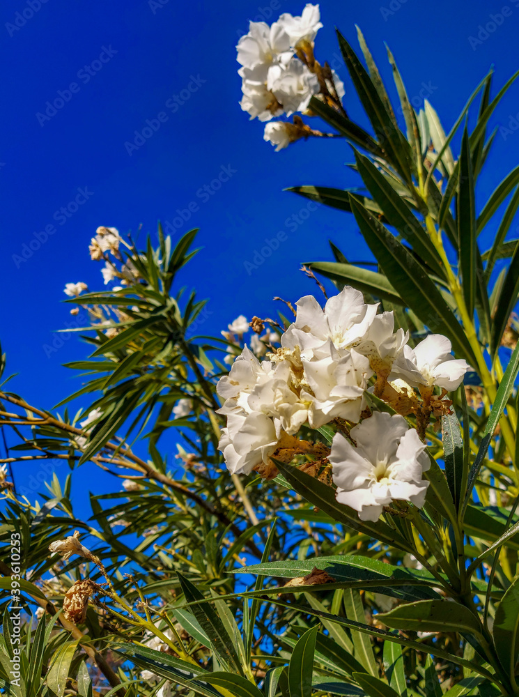 A magical tree with white globular flowers in the morning sun against the backdrop of a clear, bright blue sky. A magical tree with white globular flowers in the morning sun against the backdrop of a clear, bright blue sky.