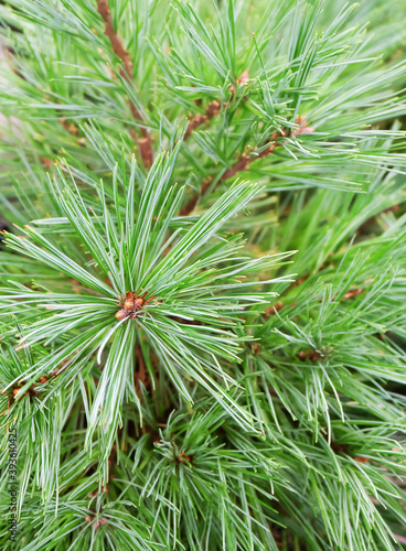 Pinus sylvestris Watereri, Scots pine for the garden, selective focus, vertical orientation.