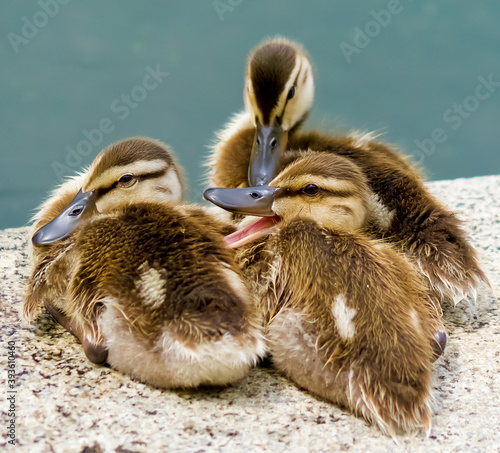 Mallard ducklings huddled together on the edge of the Lincoln Memorial Reflecting Pool.