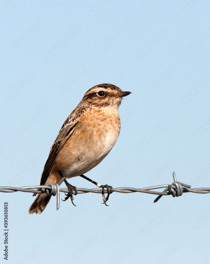 Paapje, Whinchat, Saxicola rubetra Paapje, Whinchat, Saxicola rubetra
