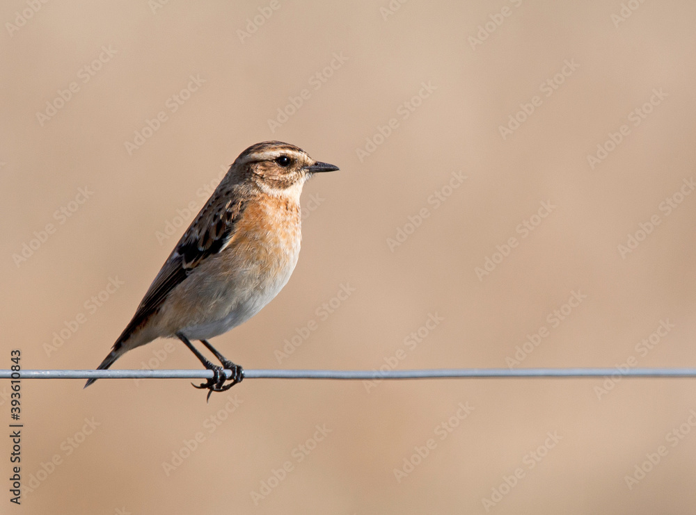 Paapje, Whinchat, Saxicola rubetra Paapje, Whinchat, Saxicola rubetra