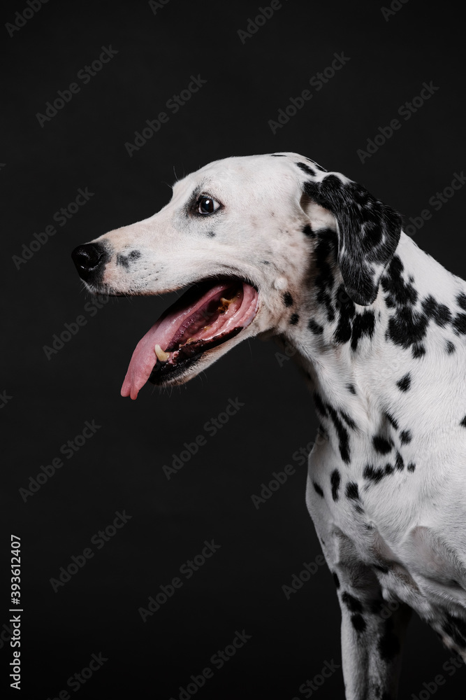 old dalmatian dog, without commas in the mouth on a black background