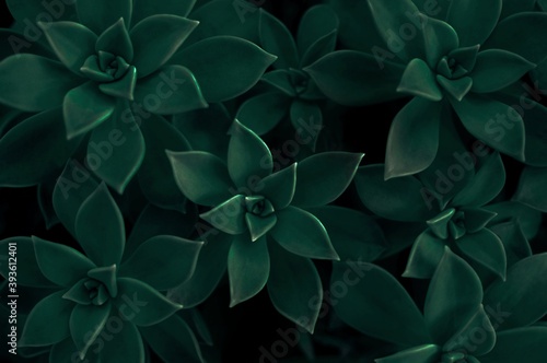 Tidewater green color of the year 2021. Succulent plant background