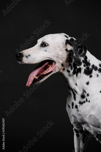 old dalmatian dog  without commas in the mouth on a black background