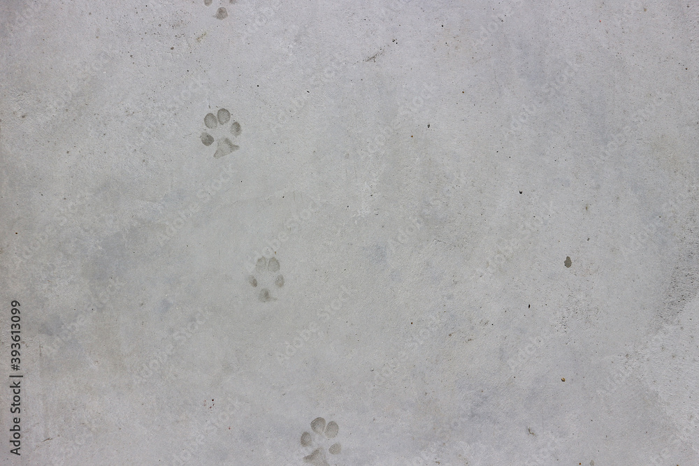 Dog footprints on white cement background