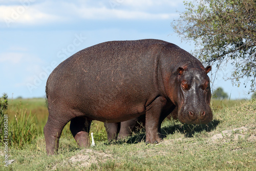The common hippopotamus (Hippopotamus amphibius) or hippo grazing on the grassy knoll. Big hippo out of the water grazing.