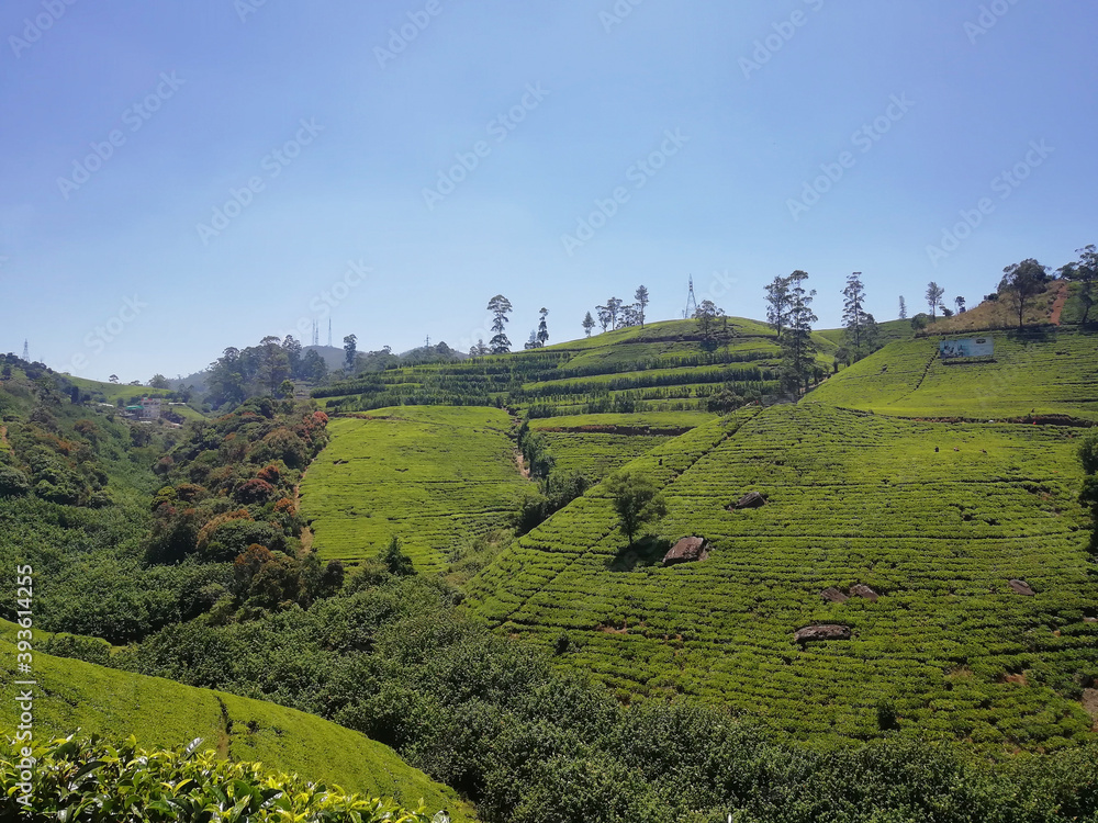 Obraz premium Tea plantation