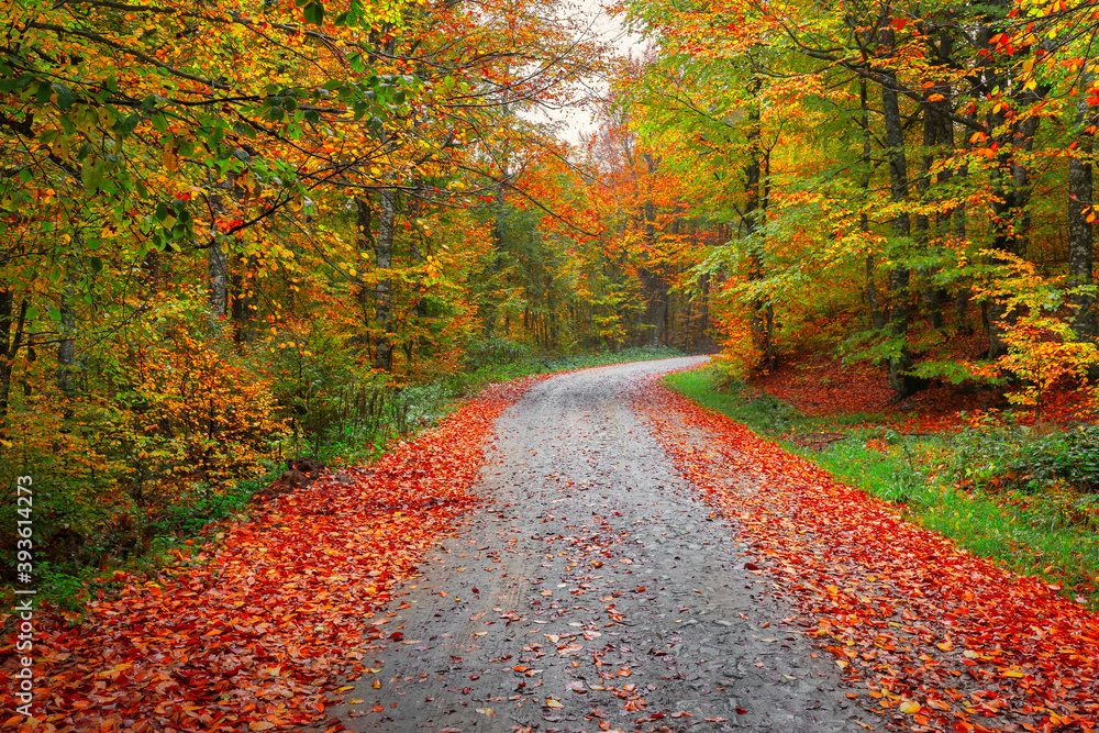Naklejka premium It's autumn time. Colorful leaves on the trees. Colorful leaves fallen to the ground. Autumn mood. Uludag National Park, Bursa.