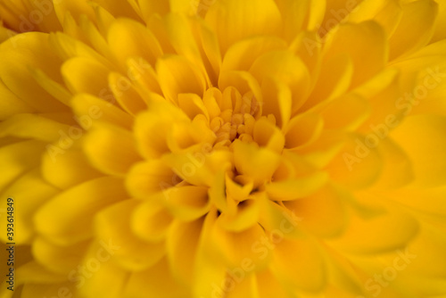 yellow flower macro © DANIL
