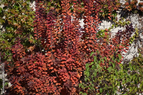 rötlicher Herbstbaum photo