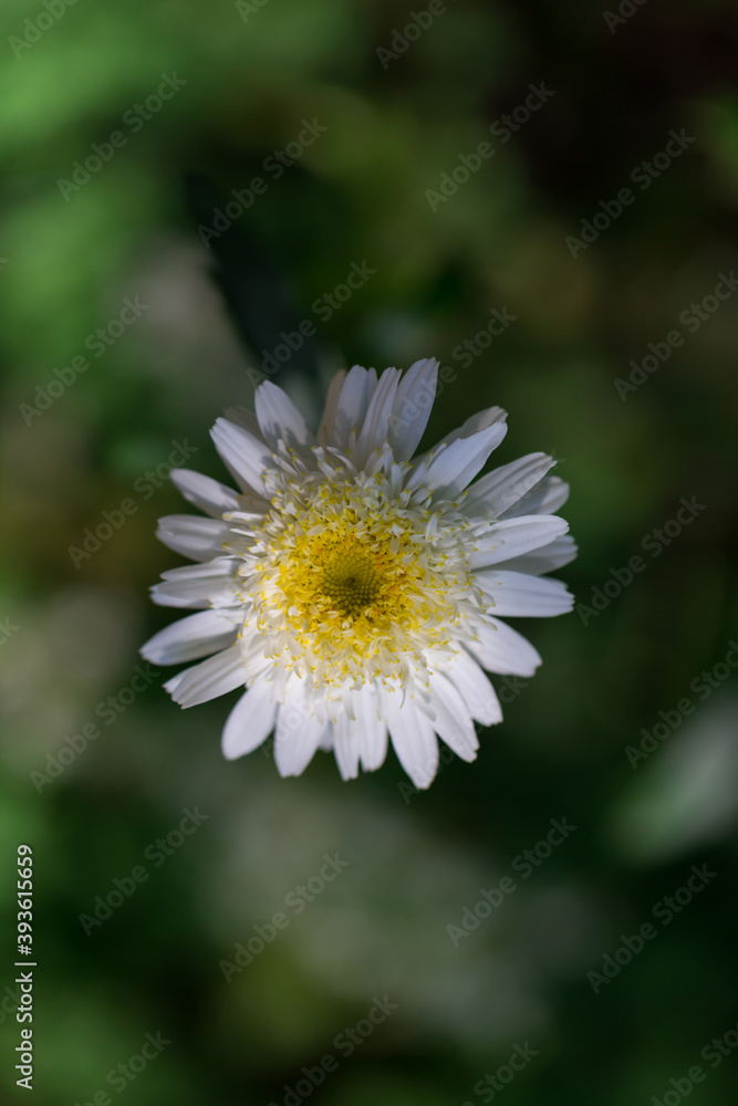 Aster alpinus biały kwiat w ogrodzie Aster alpinus biały kwiat w ogrodzie