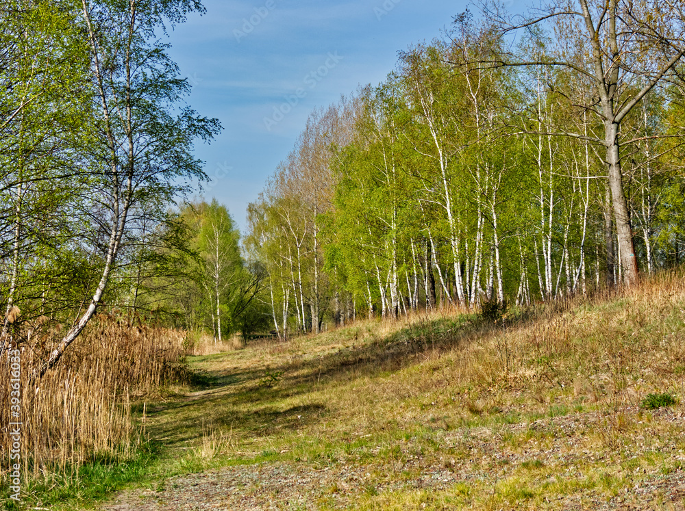 Park scenery at a day with a grass, foliage, trees and cloudy sky.