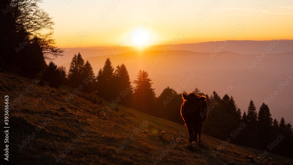 Silouhette of a cow in front of a beautiful mountain sunset