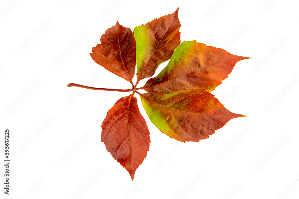 Red autumn vine plant leaf isolated on a white background. Red autumn vine plant leaf isolated on a white background.