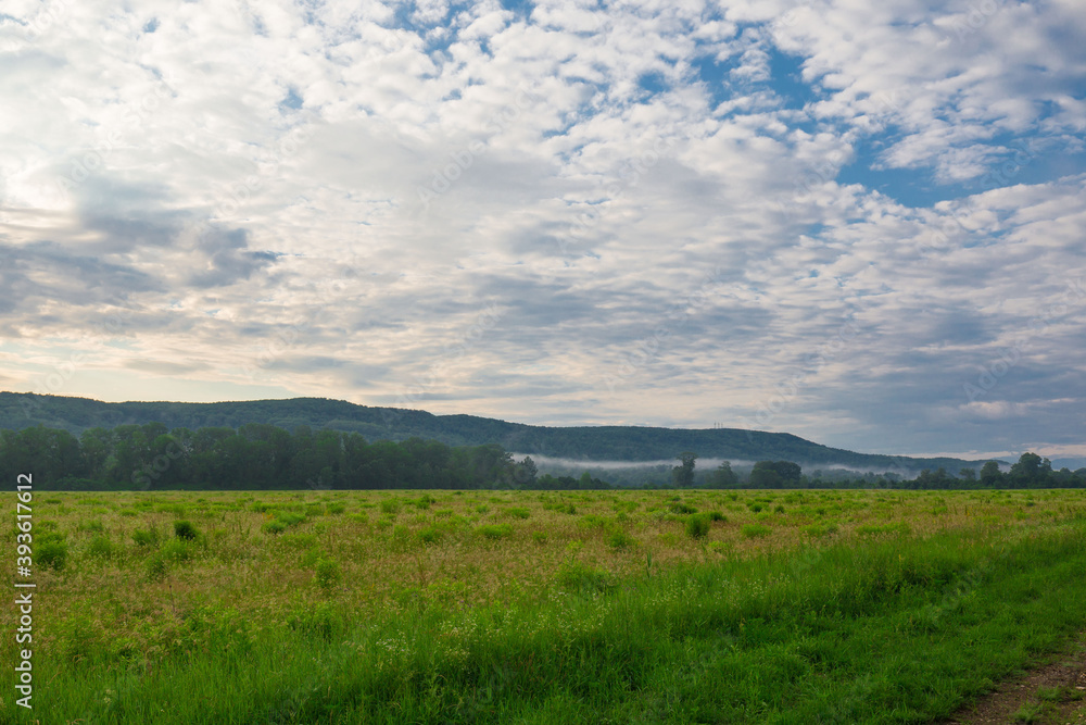 Field. Sunrise landscape, summer