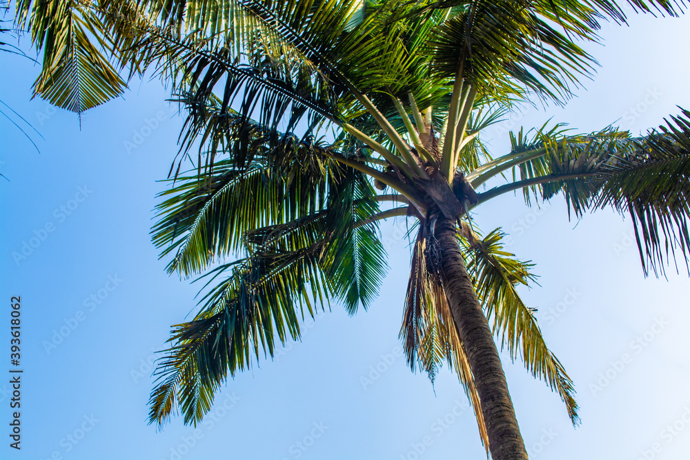 palm tree with coconuts sways in the wind during sunset palm tree with coconuts sways in the wind during sunset