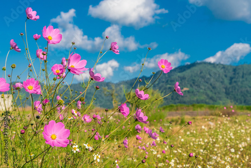 Fototapeta Naklejka Na Ścianę i Meble -  natural flowers in the field sunny day