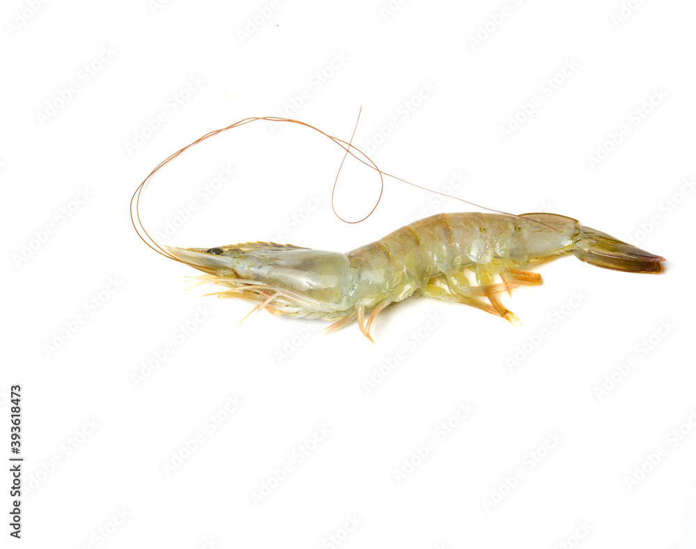 Large white tiger shrimp on a white background. Big shrimp fishing and farming concept. Shrimp for export all over the world. Large white tiger shrimp on a white background. Big shrimp fishing and farming concept. Shrimp for export all over the world.