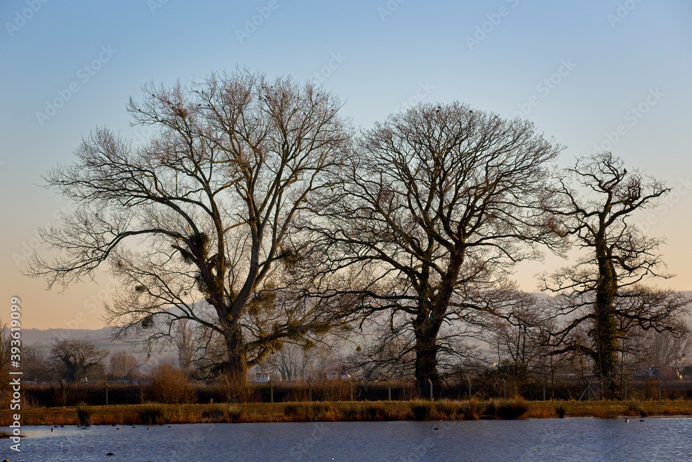 Evening light on Winter trees, WWT Slimbridge, Gloucestershire, England, UK. Evening light on Winter trees, WWT Slimbridge, Gloucestershire, England, UK.