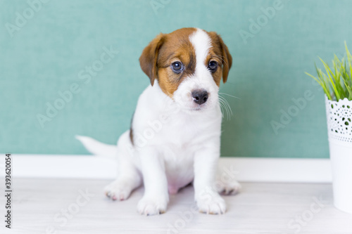 A beautiful white puppy Jack Russell Terrier with brown ears sits and looks at the camera against the background of a green wall. Artificial plant in a white pot. Dog day. Pet day.