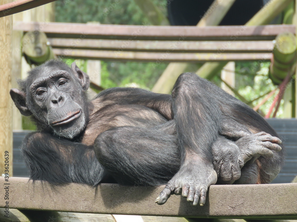 Obraz premium A chimpanzee or chimp is lying on the back and relaxing