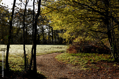 Fototapeta Naklejka Na Ścianę i Meble -  Chemin courbe dans la forêt en automne