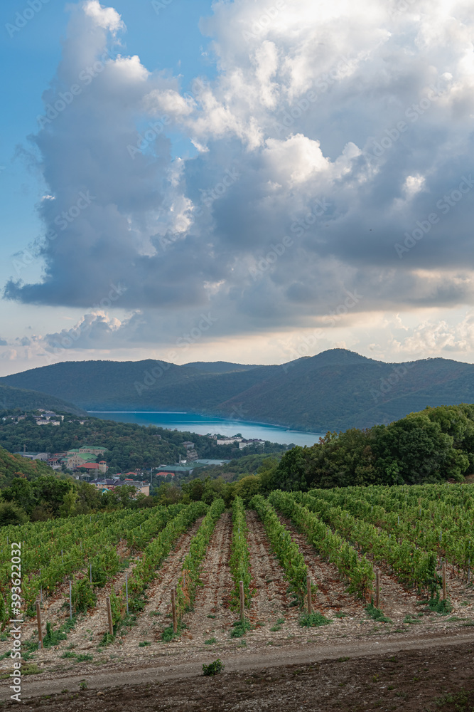 Fototapeta premium Grape fields in a mountain valley