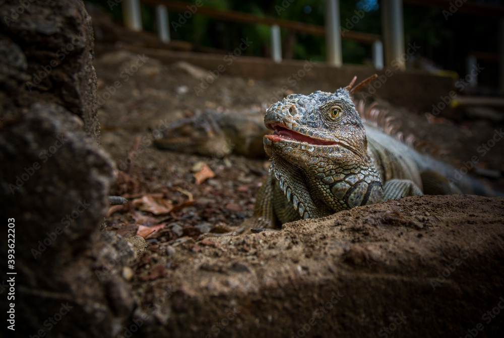 Iguana exposure done in iguana farm in Roatan, Honduras. Iguana exposure done in iguana farm in Roatan, Honduras.