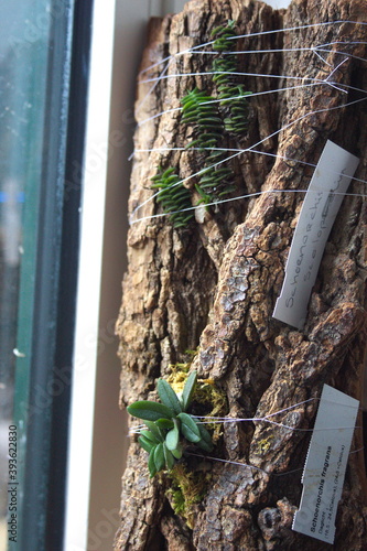 Wood tree stump with rare pygmy orchid species from the genus Schoenorchis (Schoenorchid fragrans and Schoenorchid scolopendria). photo