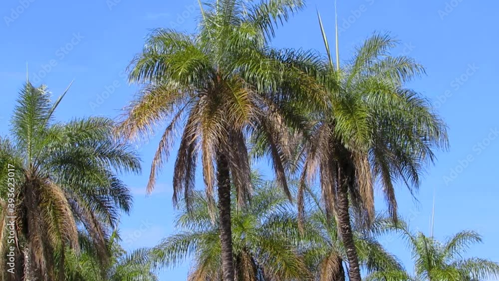 Palm trees in light breeze and blue sky on the background. Tropical scene. Palm trees in light breeze and blue sky on the background. Tropical scene.