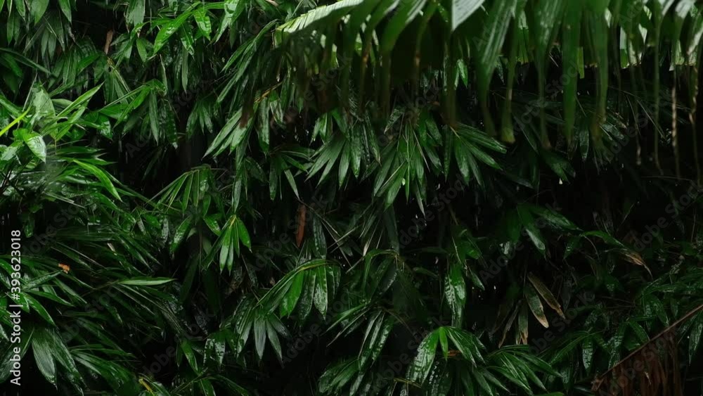 Raining in tropical forest, Raindrops falling down on green leaf , fresh green forest relaxation background. Raining in tropical forest, Raindrops falling down on green leaf , fresh green forest relaxation background.