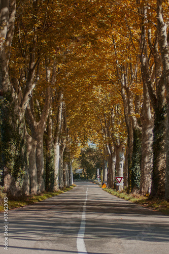 Empty car road in the village. Colorful tall trees along the car road during autumn season.