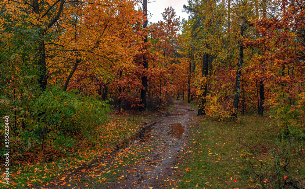 The forest is decorated with autumn colors. Come through. Puddles reflecting trees. Fallen leaves. Hiking. Walk in the autumn forest.