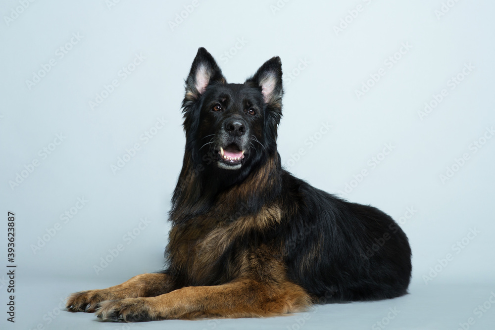 German long-haired shepherd dog lies on a gray isolated background in the Studio