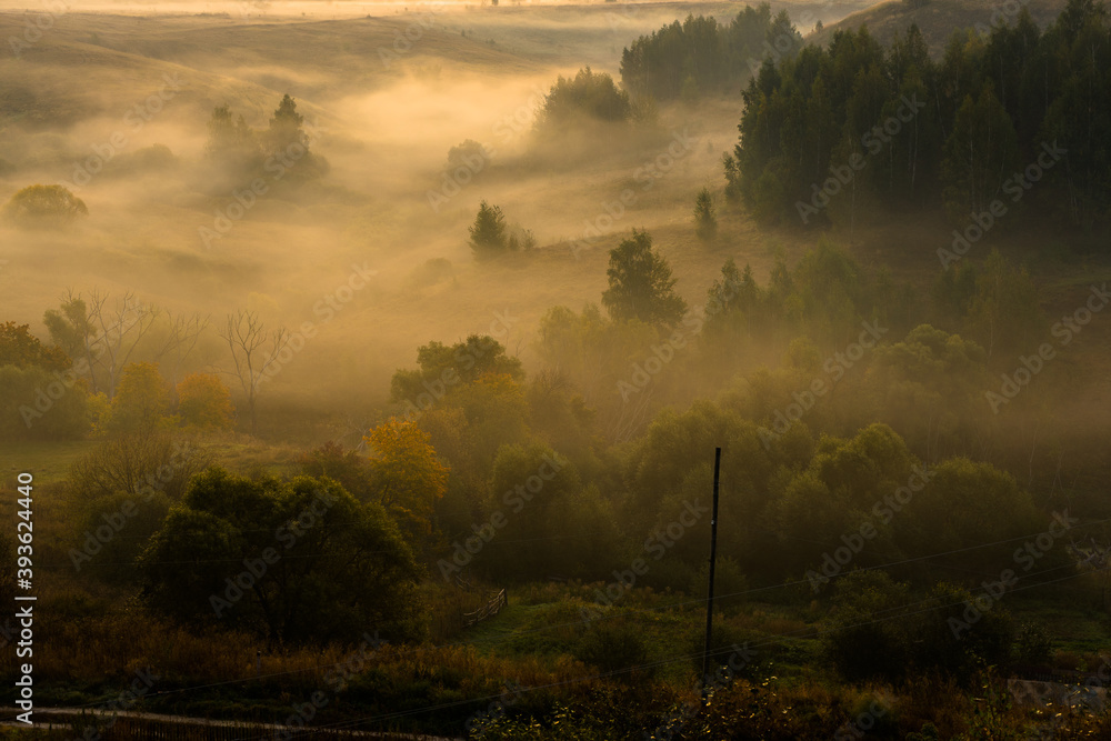 Fototapeta premium misty morning in the forest