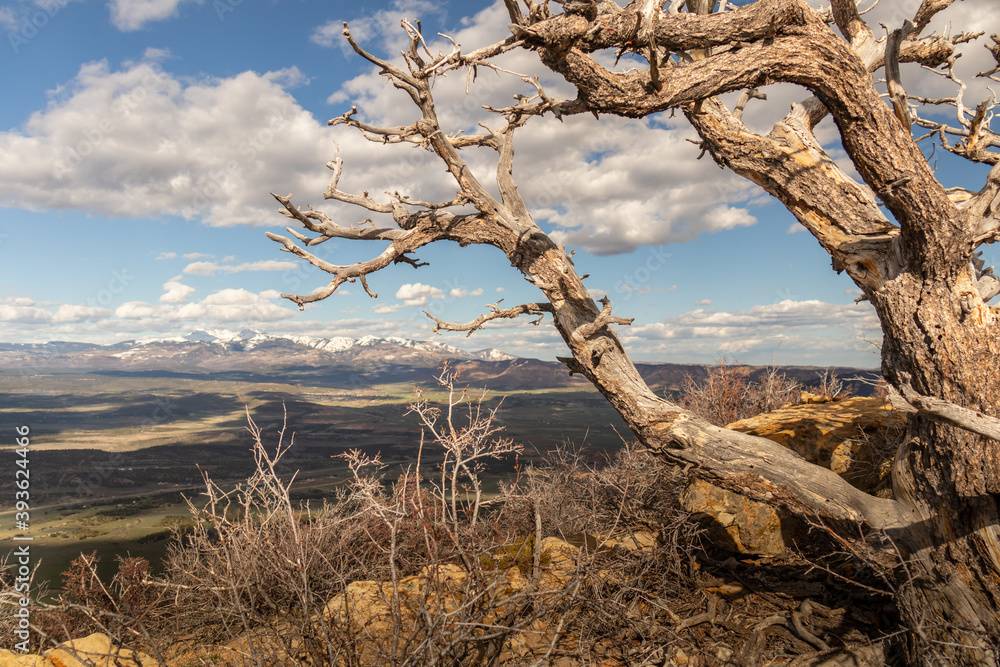 View from Point Lookout Trail, Mesa Verde National Park, Colorado
