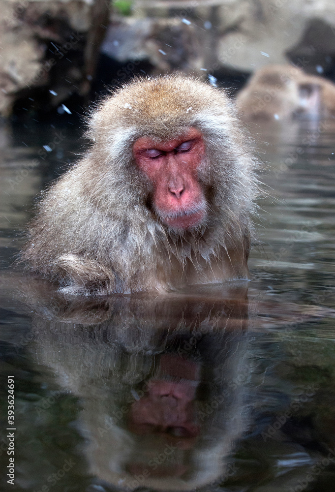Fototapeta premium Japanse Makaak, Japanese Macaque, Macaca fuscata