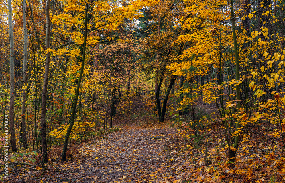 The forest is decorated with autumn colors. Hiking. Walk in the autumn forest.