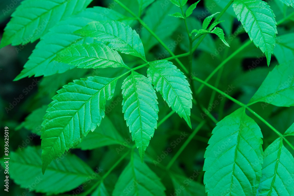 Close up green leaves pattern background