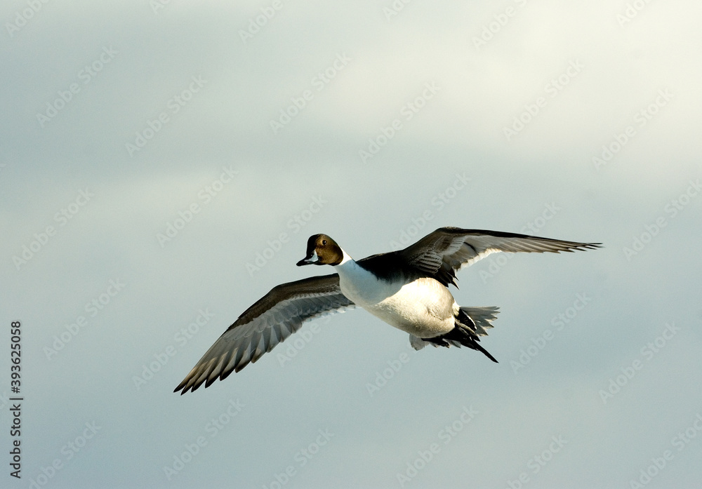 Pijlstaart, Northern Pintail, Anas acuta Pijlstaart, Northern Pintail, Anas acuta