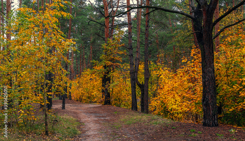 The forest is decorated with autumn colors. Hiking. Walk in the autumn forest. © Mykhailo