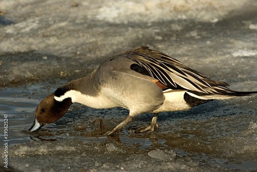 Northern Pintail, Pijlstaart, Anas acuta photo