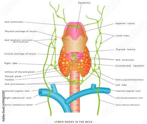 Lymph nodes of the neck. Anterior Cervical Lymph Nodes. Lymphatic Pathways of lymphatic drainage of the neck. Lymphatic Drainage of thyroid gland. Anatomy of the neck,  larynx and thyroid gland
