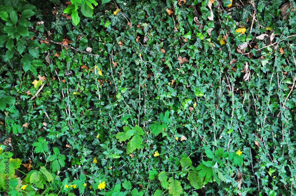 Background, texture of a branch with green ivy leaves